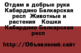 Отдам в добрые руки - Кабардино-Балкарская респ. Животные и растения » Кошки   . Кабардино-Балкарская респ.